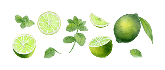 Watercolor spearmint and lime fruit set, hand-painted fresh green mint leaves and citrus slices illustration-300dpi- © URU