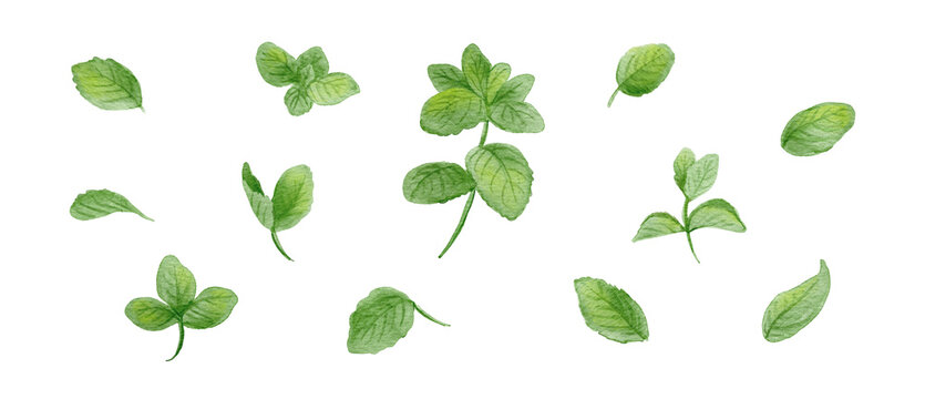 Watercolor spearmint leaf set, hand-painted fresh green mint sprigs and herbs illustration-300dpi-