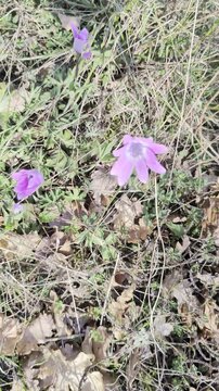 Fiori viola mossi dal vento, che sbocciano tra erba secca e foglie cadute, in una scena naturale dal forte contrasto e atmosfera poetica