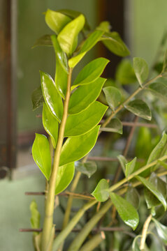 zamia plant in the pot close up