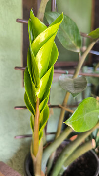 zamia plant in the pot close up