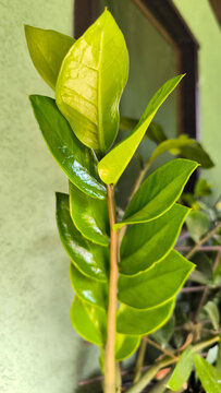 zamia plant in the pot close up