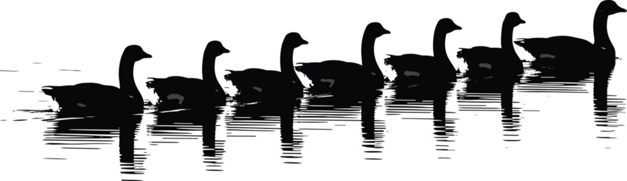 Duck silhouettes swimming on water wildlife bird vector illustration set isolated on white background nature lake reflection design
