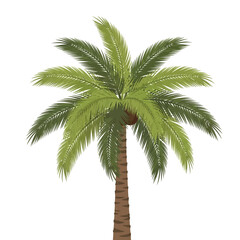 Vibrant green palm tree with lush fronds against a clean white background