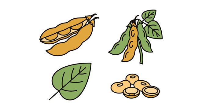 Soybean Line art vector set abstract color concept