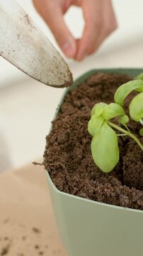 Vertical video: Trowel scraping guiding hands potting seedling in green pot on table securing roots