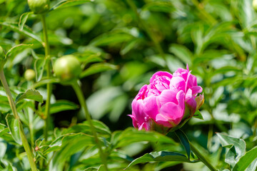 初夏の庭園で一輪際立って咲く鮮やかなピンクのボタンの花