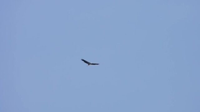 The white-bellied sea eagle (Haliaeetus leucogaster) hovers over the South China Sea. Slow motion
