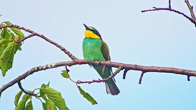 European Bee-eater Holding Insect on Tree Branch, Colorful Bird Preparing Food for Mate or Chicks Near Nest Colony, 4K