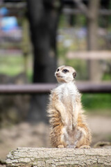 Fototapeta premium Meerkat standing upright and alertly looking around