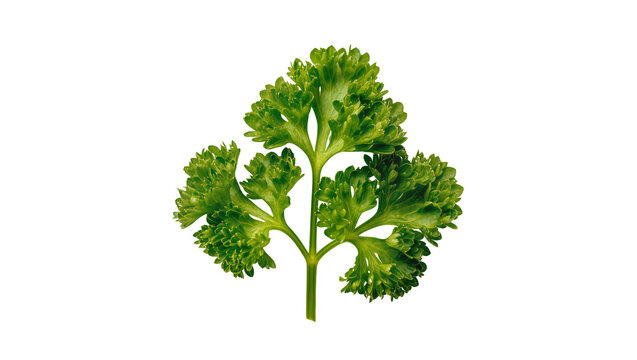 Isolated vibrant green curly parsley sprig, a fresh herb ingredient for cooking and garnish.