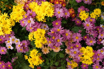 Close up of mixed colourful of Bellis Perennis, Close up of mixed colourful of English Daisy © Oiven