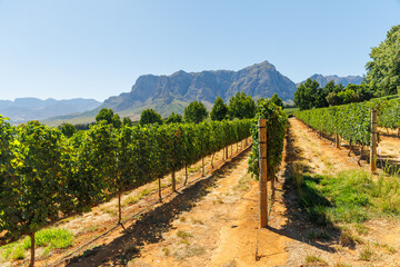 Naklejka premium Sunlit vineyard rows