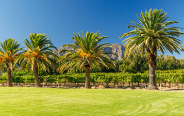 Naklejka premium Green lawn and palms at South Africa winery