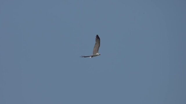 The white-bellied sea eagle (Haliaeetus leucogaster) hovers over the South China Sea. Slow motion