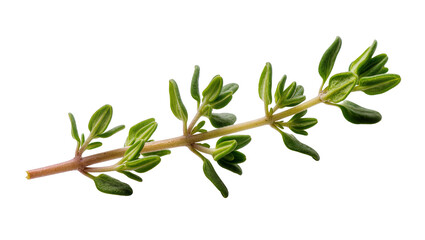Isolated fresh green thyme sprig, a healthy aromatic culinary herb for seasoning dishes © Gael