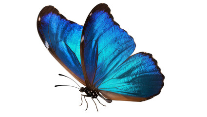 Isolated majestic vibrant blue butterfly with magnificent spread wings and antennae. © Gael