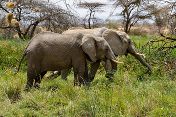 Fototapeta premium Eléphant d'Afrique*