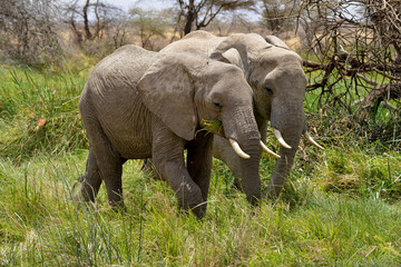 Fototapeta premium Eléphant d'Afrique*