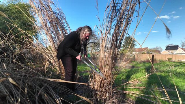 Woman pruning miscanthus grass with shears in a garden during spring maintenance under a bright blue sky.