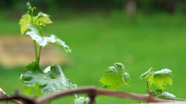 Fresh green grape leaves with water drops after rain in summer garden