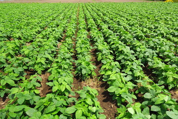 初夏の朝の枝豆畑風景