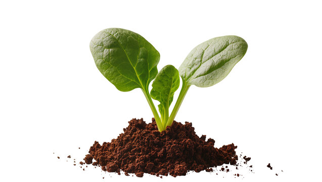 Isolated young spinach seedling with vibrant green leaves growing in fertile soil