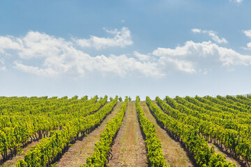 Naklejka premium Sunlit vineyard rows