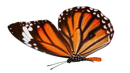 Isolated stunning monarch butterfly, vibrant orange and black wings, delicate patterns clearly visible. © Isolde