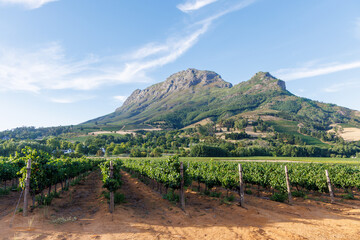 Naklejka premium Sunlit vineyard rows with mountain backdrop