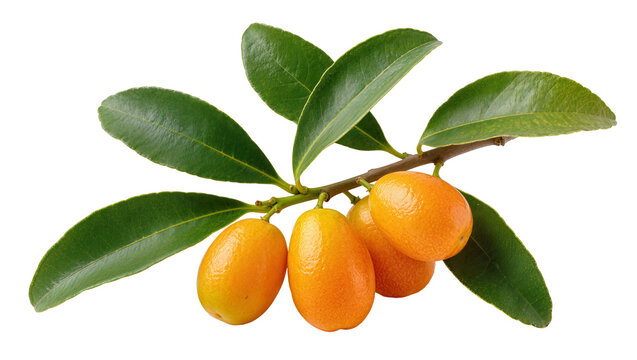 Isolated fresh kumquats on a leafy branch, vibrant citrus fruits for healthy eating