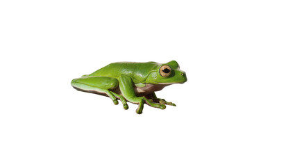 Obraz premium Isolated vibrant green tree frog close-up, a beautiful exotic amphibian standing calmly
