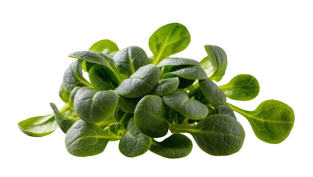 Isolated delicate fresh green lamb's lettuce leaves ready for nutritious culinary creation
