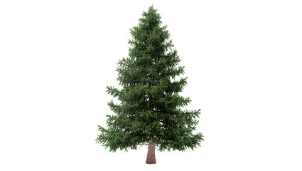 Isolated lush green coniferous tree for winter holiday season and festive decoration © Isolde
