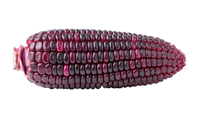 Isolated fresh purple corn ear with rich kernels for healthy food and agricultural concepts