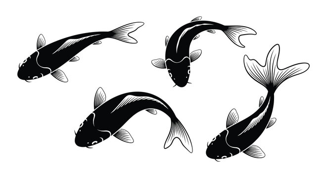 Four black koi fish swimming in a dynamic artistic arrangement