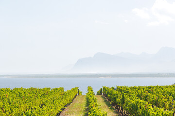 Naklejka premium Sunlit vineyard rows in South Africa