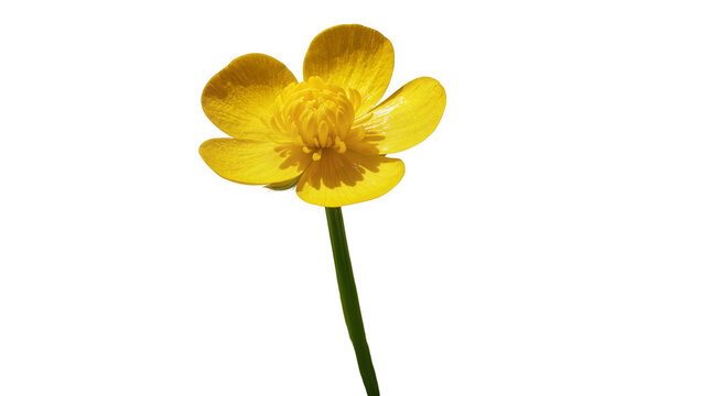 Isolated vibrant yellow buttercup flower with green stem and glossy golden petals