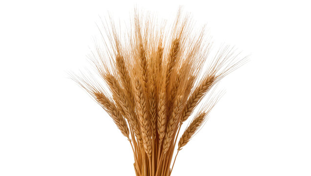 Isolated bunch of golden wheat ears, ripe cereal grain stalks ready for harvest, natural agriculture