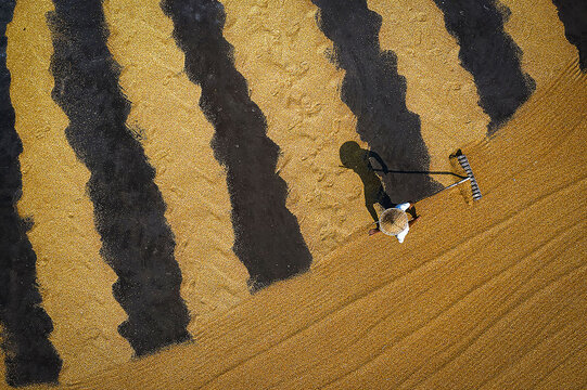 Aerial view of a farmer meticulously raking the harvested grain, creating bold stripes of sunlit gold against shadows, Kolkata, West Bengal, India.