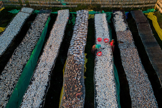 Aerial view of silvery fish drying under the sun, laid out in neat rows, creating a textured mosaic of light and shadow, Kolkata, West Bengal, India.