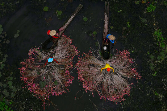 Aerial view of two boats laden with vibrant pink water lilies and people wearing colorful hats navigate the serene waters, Kolkata, West Bengal, India.