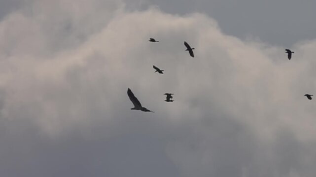 The white-bellied sea eagle (Haliaeetus leucogaster) hovers over the South China Sea. Crows attack the eagle. Slow motion
