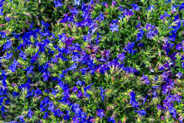 Obraz premium Dense blooming blue lobelia with green foliage, top view floral texture. Spring summer garden background for design, wallpaper, banner and decoration.