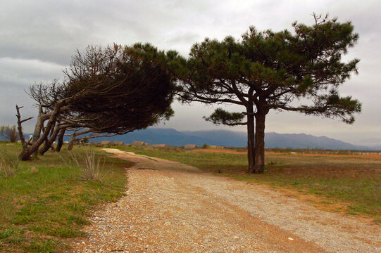 Windblown trees on the coast of southern France