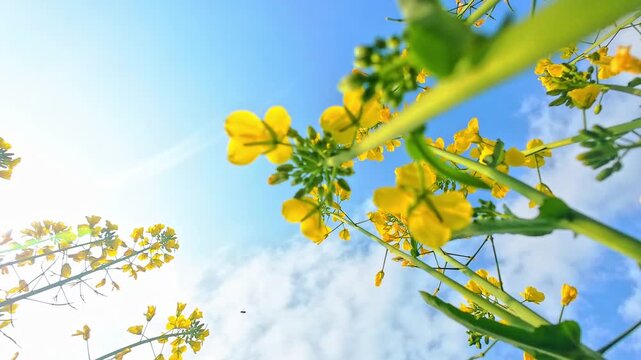 yellow flowers on blue sky background