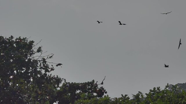 The white-bellied sea eagle (Haliaeetus leucogaster) hovers over the South China Sea. Crows attack the eagle. Slow motion