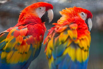 Fototapeta premium Two Scarlet Macaws Close Up