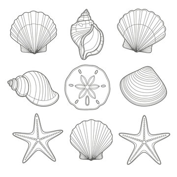 Collection of seashells and starfish.