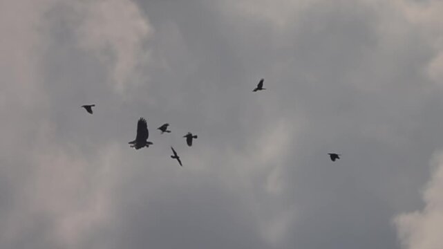 The white-bellied sea eagle (Haliaeetus leucogaster) hovers over the South China Sea. Crows attack the eagle. Slow motion